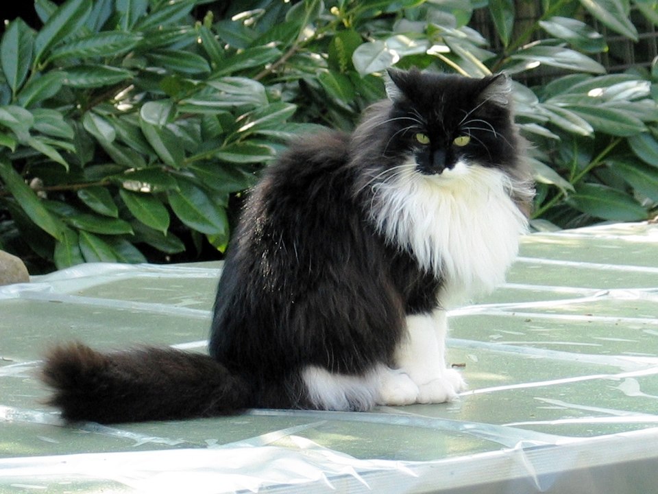 File:Cat outside.jpg
