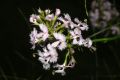 Stylidium laciniatum.jpg