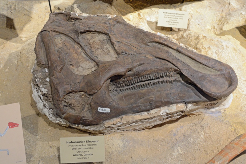 File:Prosaurolophus 0820 W.jpg
