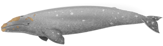 Grauwal.png
