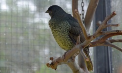 SatinBowerbird 4181.jpg