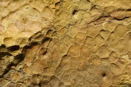 TriceratopsSkin 1064 W.jpg