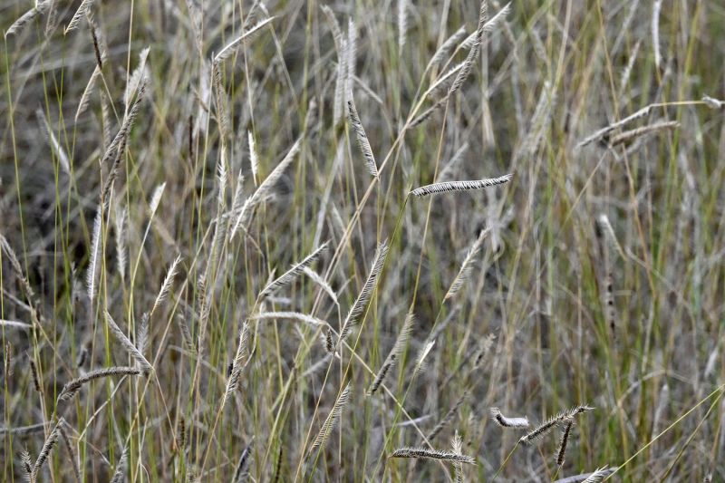 File:Bouteloua gracilis 7241.jpg