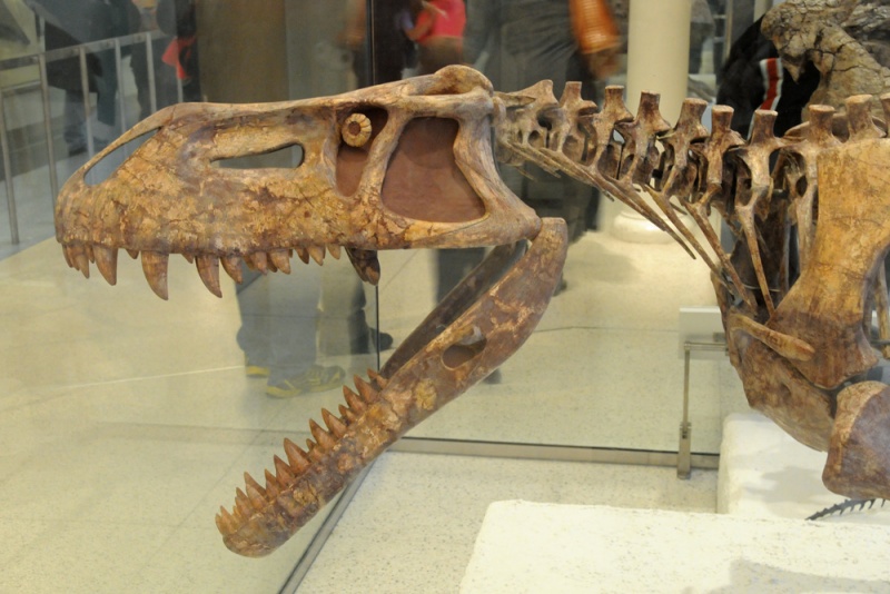 File:Prestosuchus chiniquensis 4196 W.jpg