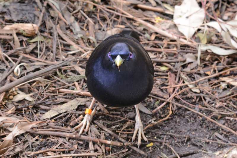 File:Ptilonorhynchus violaceus 8026.jpg