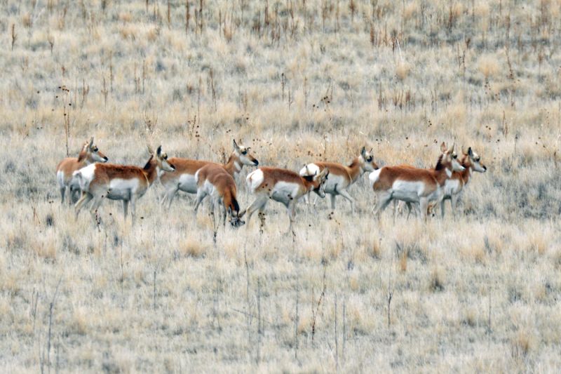 File:Antilocapra americana 5612.jpg