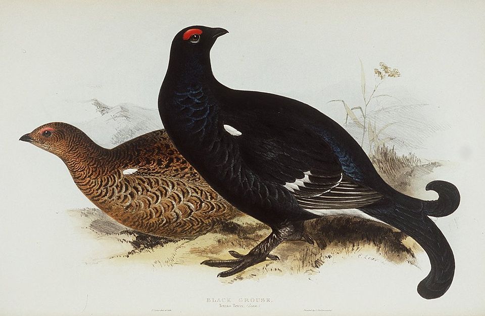 File:Black Grouse.jpg