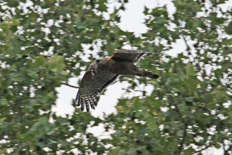 File:Buteo lineatus 7.jpg