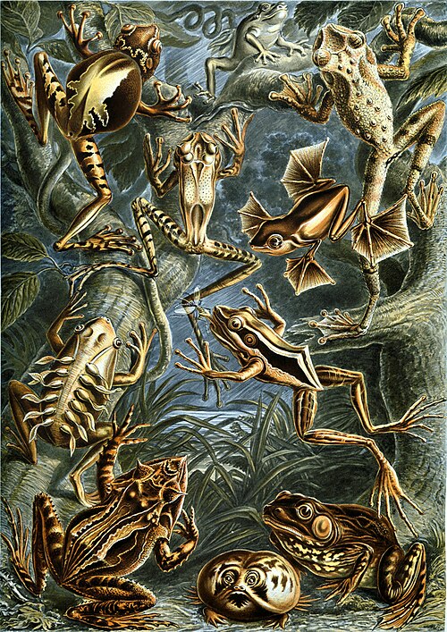 File:Haeckel Batrachia.jpg
