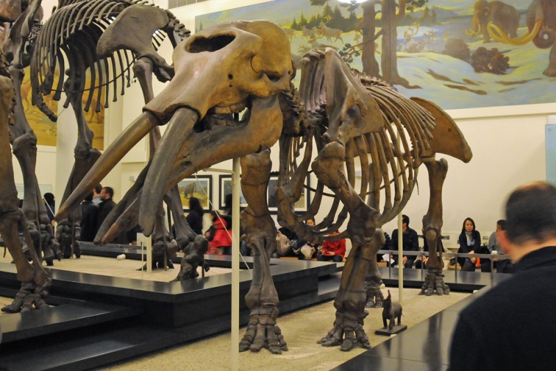 File:Gomphotherium productum 4234 W.jpg