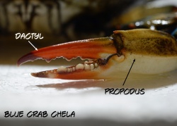 BlueCrab 0547 W.jpg