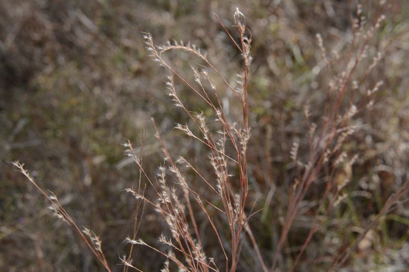 File:Schizachyrium scoparium 4537.jpg