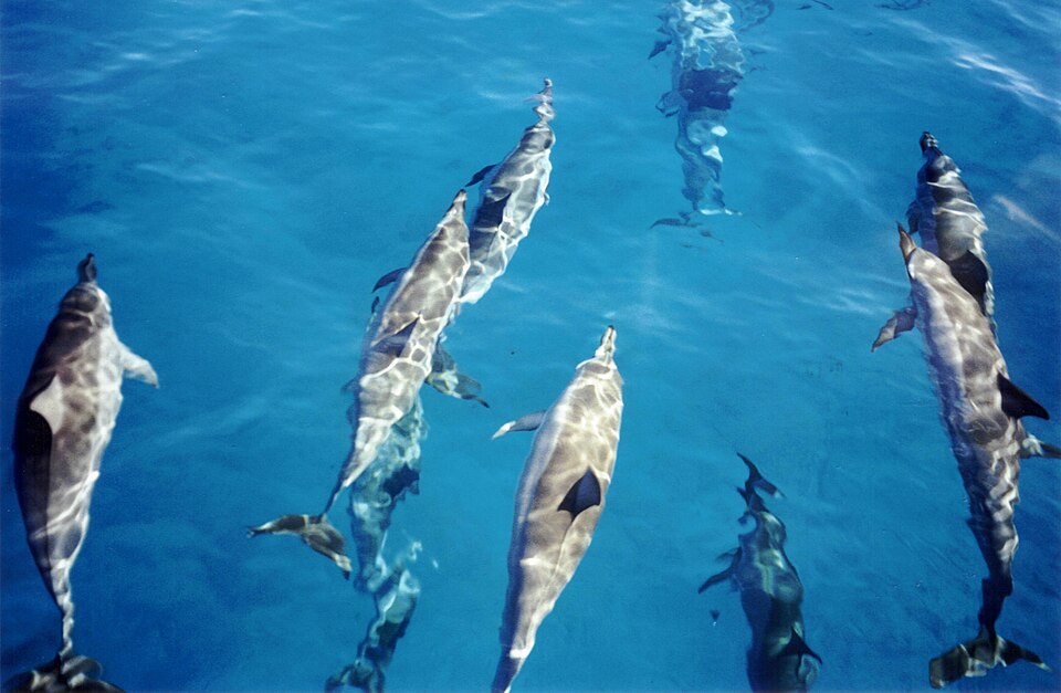 File:SpinnerDolphinsoffKauai 1999-03-15.jpg
