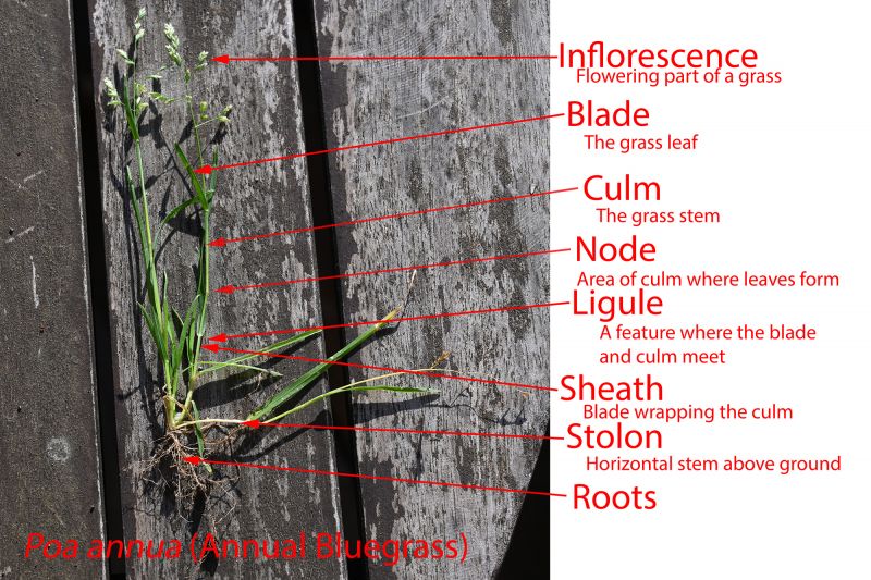 File:Anatomy 1247.jpg