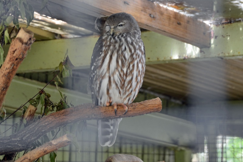 File:Ninox connivens 1.jpg