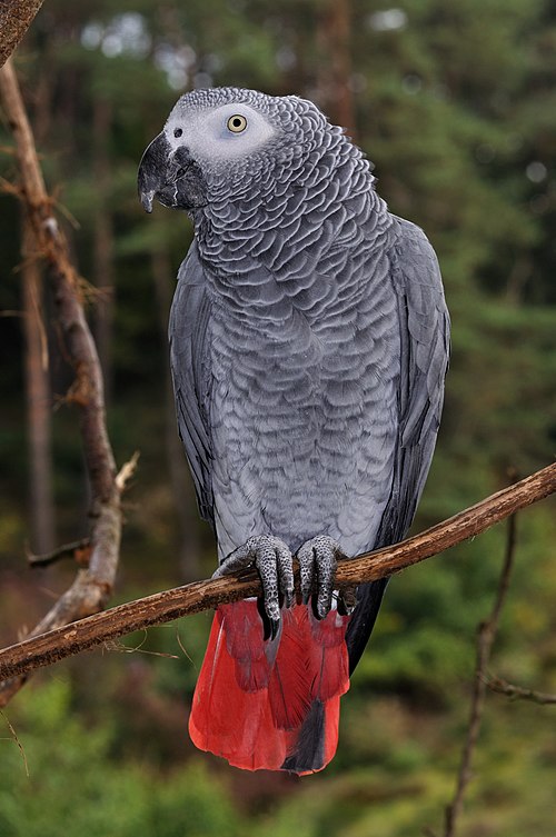 File:Psittacus erithacus qtl1.jpg