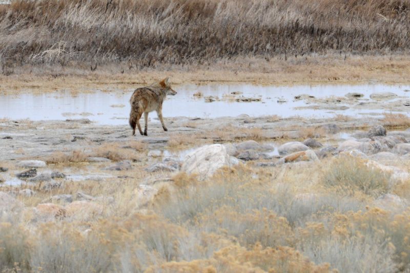 File:Canis latrans 5523.jpg