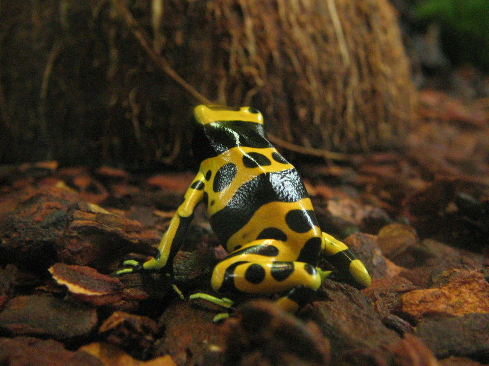 File:Gelbgebänderter Baumsteiger Dendrobates leucomelas.jpg