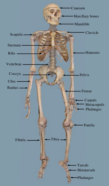 File:Labelled skeleton.png