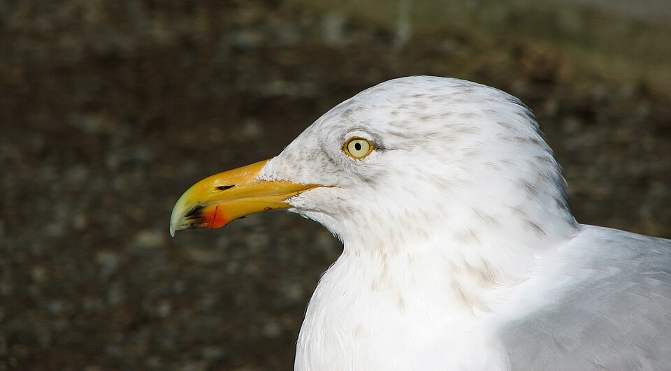File:Larus smithsonianus portrait.jpg