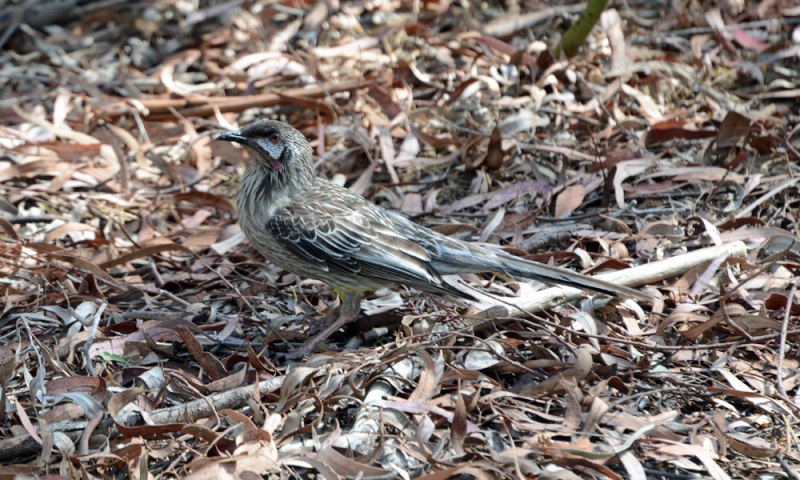 File:Anthochaera caruncaluta 3185.jpg
