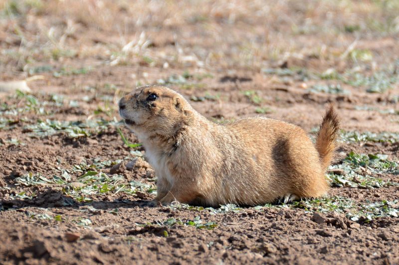 File:Cynomys ludovicianus 4958.jpg