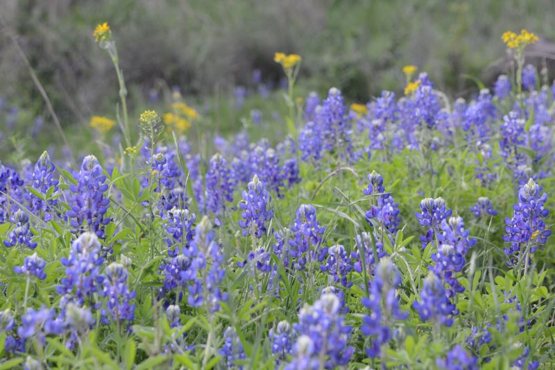 File:Lupinus texensis 6995.jpg
