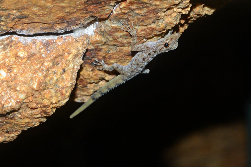 File:Cnemaspis peninsularis 1483W.jpg