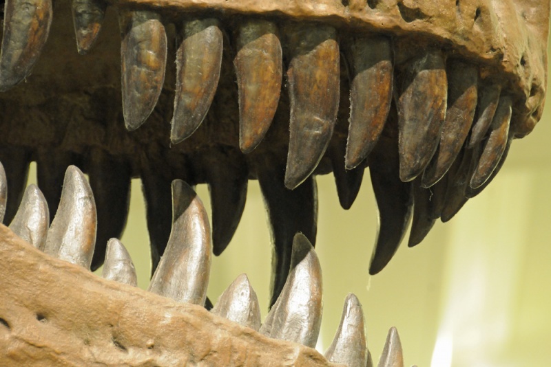 File:Tyrannosaurus rex 4208 W.jpg