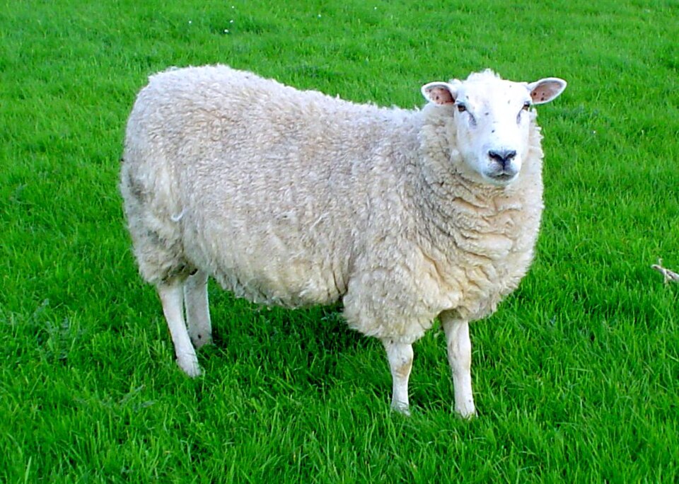 File:Lleyn sheep.jpg