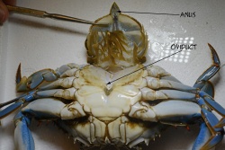 BlueCrab 0609.jpg