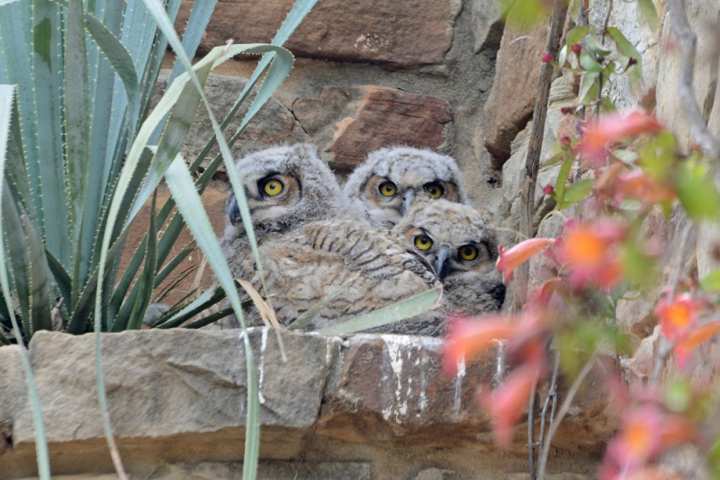 File:Bubo virginianus 2.jpg