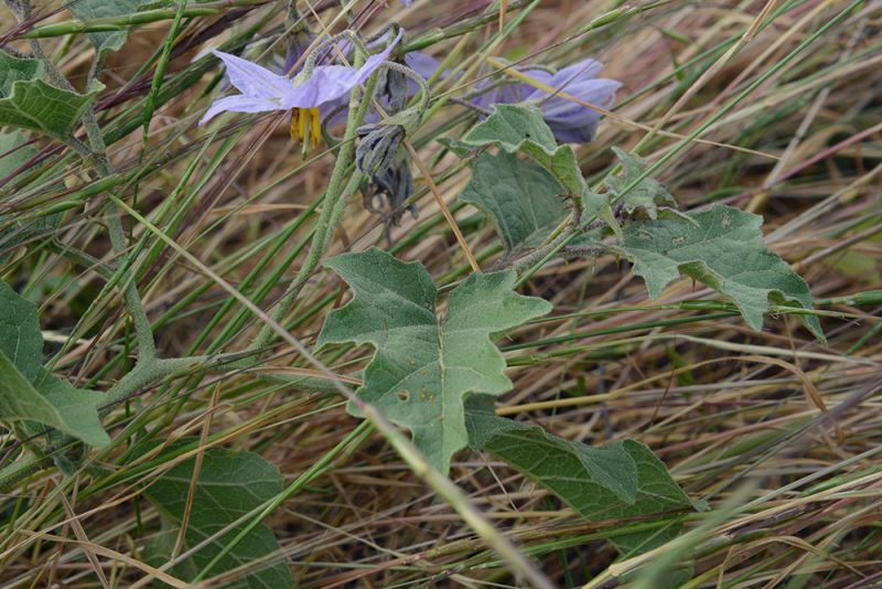 File:Solanum dimidiatum MNSP2005.jpg