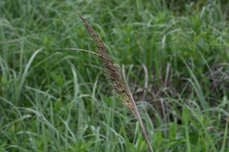 File:Sorghastrum nutans 2801.jpg