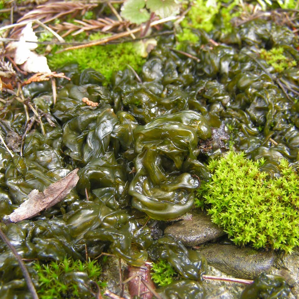 File:Nostoc commune.jpg