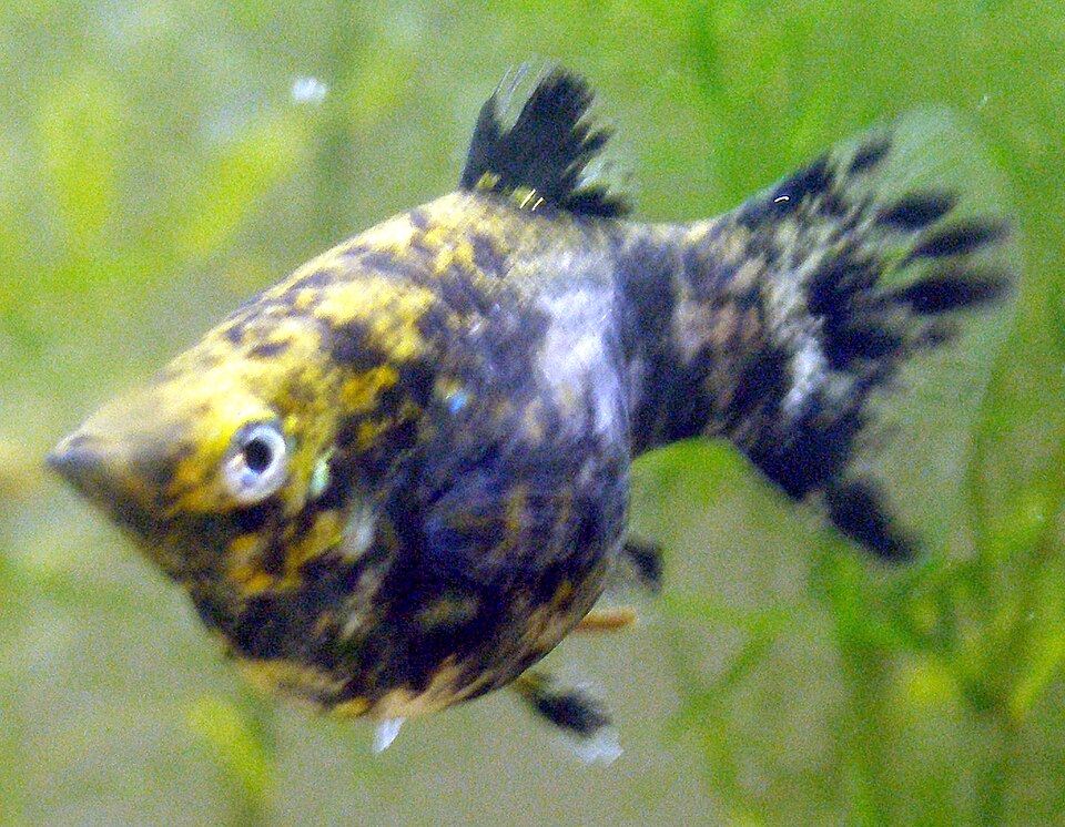 File:Mamor Molly 1.jpg