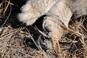 OwlTalon 1.jpg
