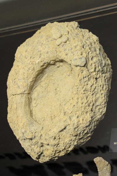 File:Sponge TMM 0784.jpg