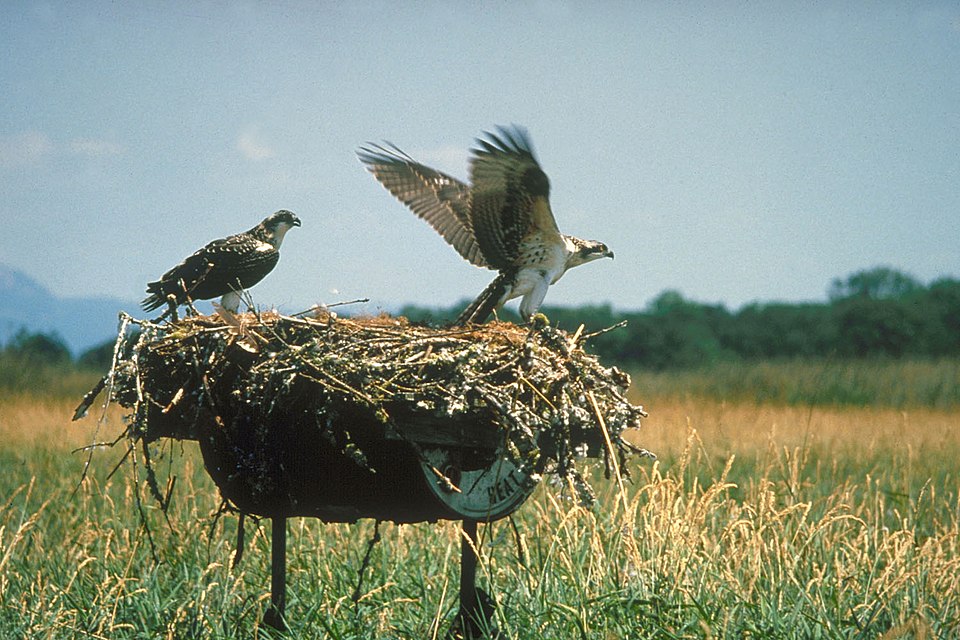 File:Ospreys Fern Ridge Reservoir Oregon.jpg