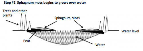 Bog succession 2.png