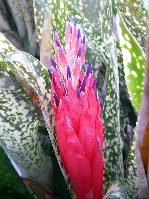 File:Billbergia hybrid Fantasia.jpg