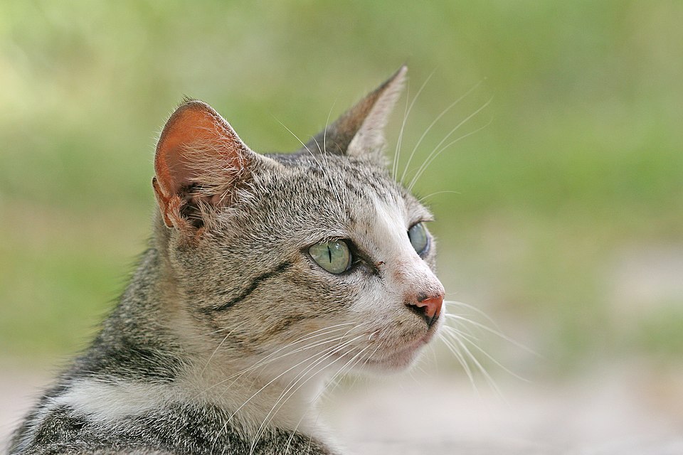 File:Domestic cat felis catus stare.jpg