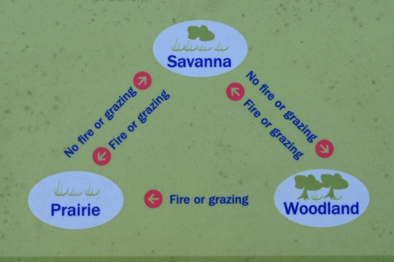 File:PrairieSavannaWoodland 8552.jpg