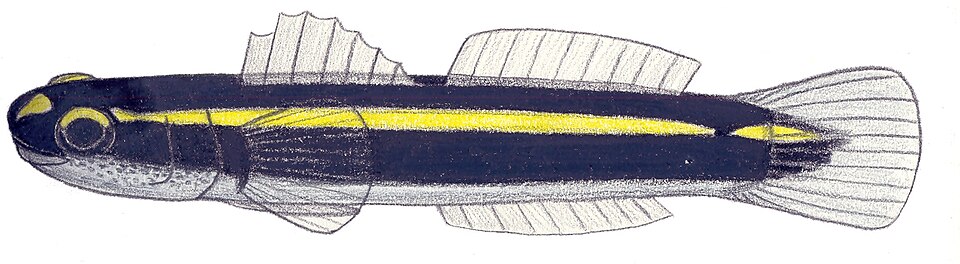 File:Elacatinus atronasum.JPG