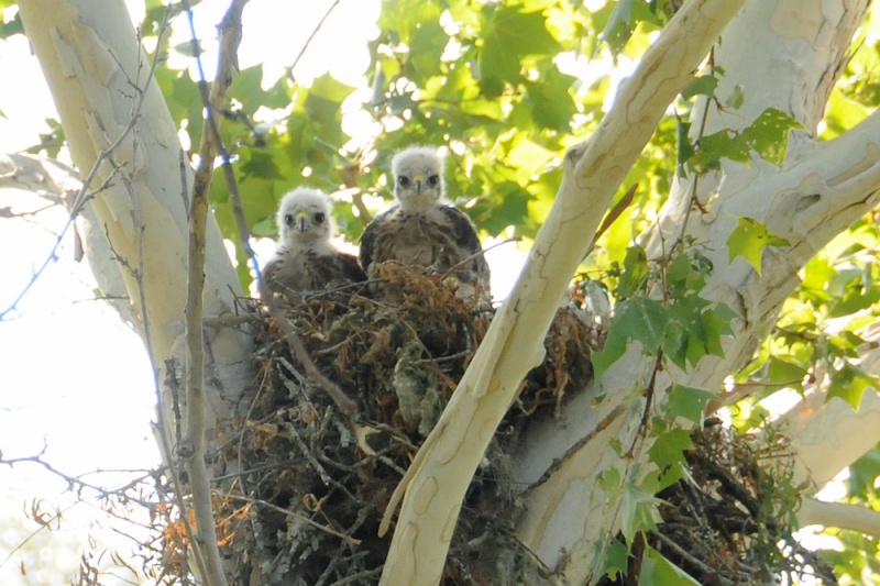 File:Buteo lineatus 5.jpeg