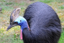 Casuarius casuarius 5276 W.jpg