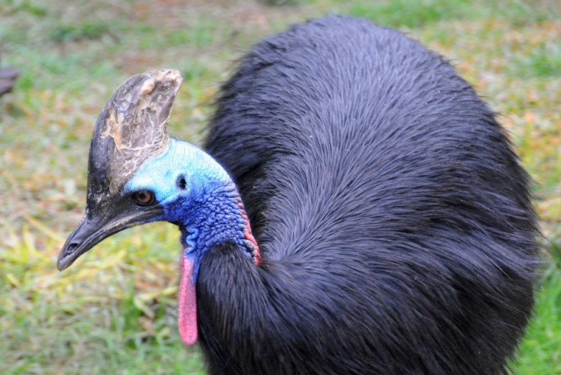 File:Casuarius casuarius 5276 W.jpg