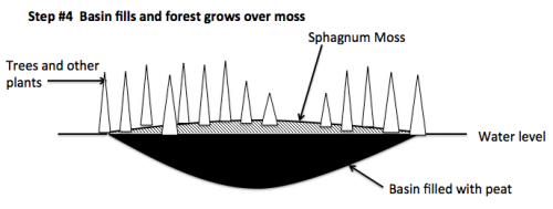 Bog succession 4.png