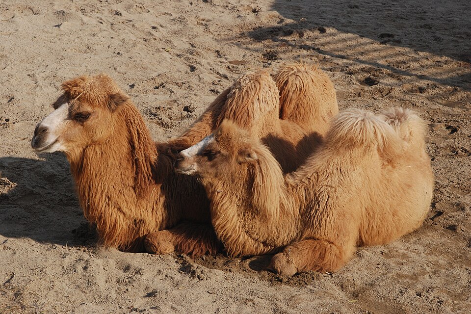 File:Bactrian Camel Tennoji.jpg