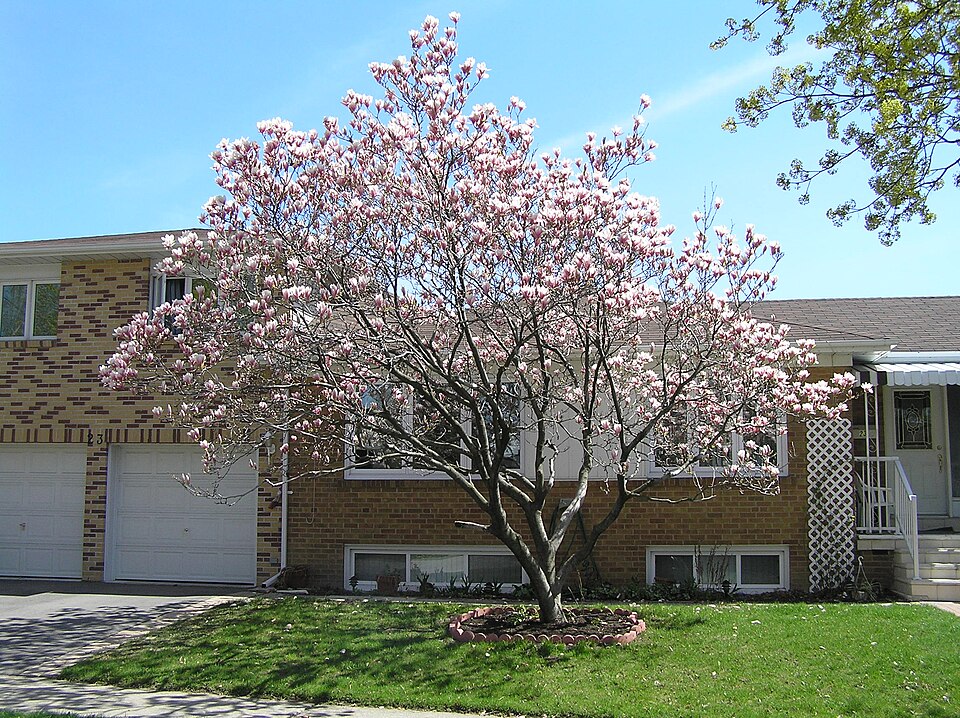 File:Saucer Magnolia tree.jpg